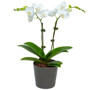 White Phalaenopsis Double Mini