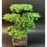 Maple Leaf Artificial Bonsai Plant with Pot BY13 34cm Assorted
