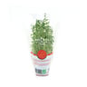Holland Thyme Leaves 1 pkt