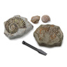 Discovery Kids Toy Excavation Science Kit Mini Fossil 2pc 14230047