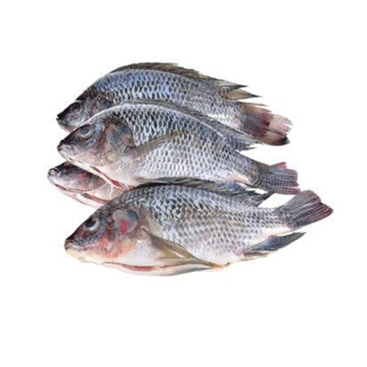 Tilapia Fish Small 1 kg