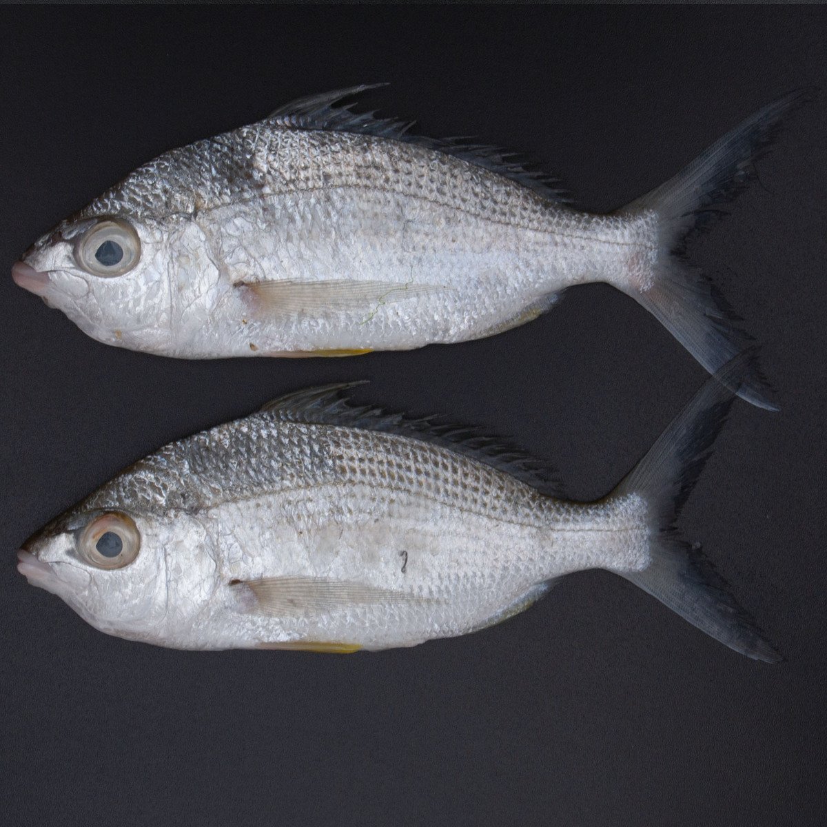 Badha Fish 500 g