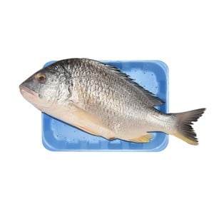 Fresh Shoum Fish 1kg