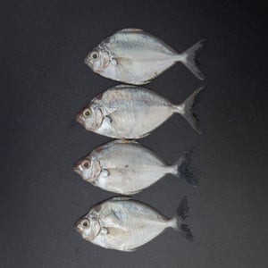 Fresh Mullan Fish Small 500g