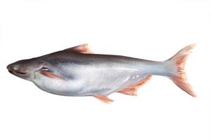 Patin(Pangasius)800g Approx Weight