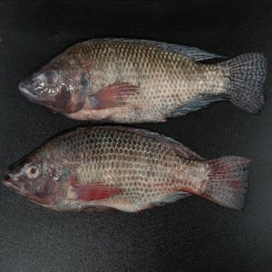 Tilapia Fish Local Whole Cleaned 1 kg