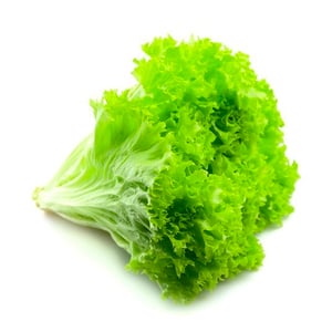 Green Coral Lettuce 250g Approx Weight