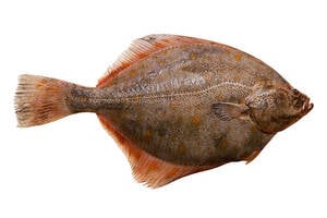 Ikan Sebelah(Flounder Fish) 1kg Approx Weight