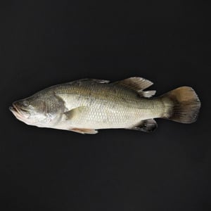 Fresh Baramundi Fish Whole Cleaned 1.5 kg