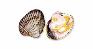 Kerang(Cockle)500g Approx Weight