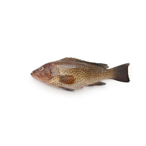 Ikan Kerapu Medium 1kg Approx Weight