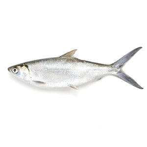 Ikan Susu(Milk Fish)1.2Kg Approx Weight