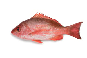 Ikan Merah Medium(Red Snapper)1kg Approx Weight