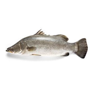 Siakap Medium(Sea Bass)800g Approx weight