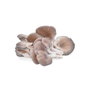 Grey Oyster Mushroom 200g Approx Weight