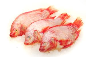 Talapia Merah(Red Tilapia)1Kg Approx Weight