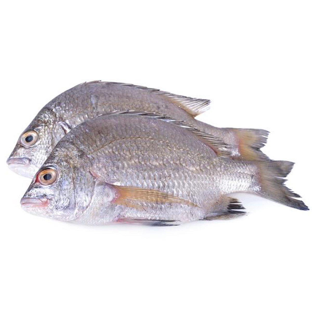 White Koffer Fish Small 1 kg
