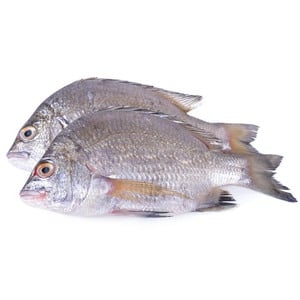 سمك كوفر أبيض صغير 1 كجم