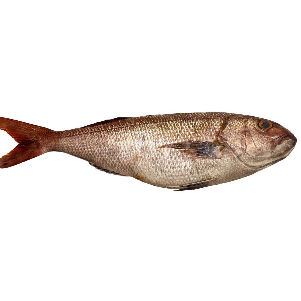 Fresh Andak Fish 1kg