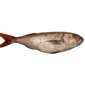 Fresh Andak Fish 1 kg