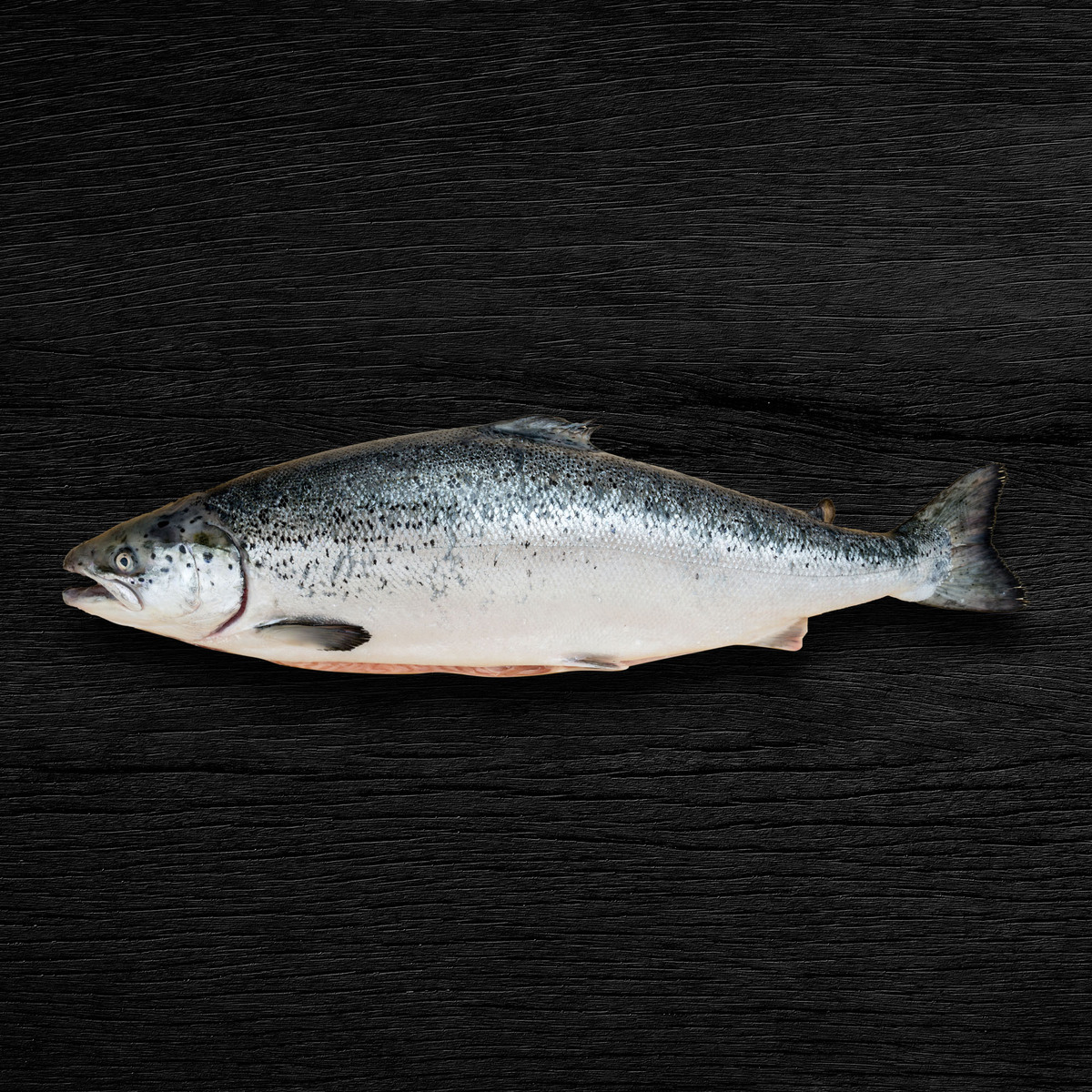 Fresh Norwegian Whole Salmon-Gutted 2.5 kg