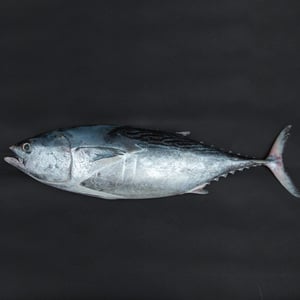 اشتري قم بشراء سمك تونة كبير كامل طازج منظف 3 كجم Online at Best Price من الموقع - من لولو هايبر ماركت Whole Fish في الامارات