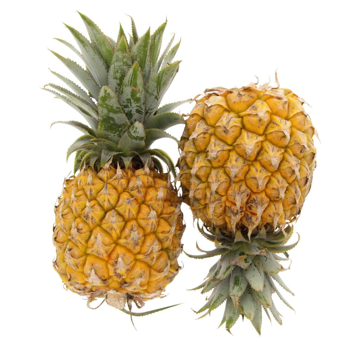 Baby Pineapple South Africa 1pc