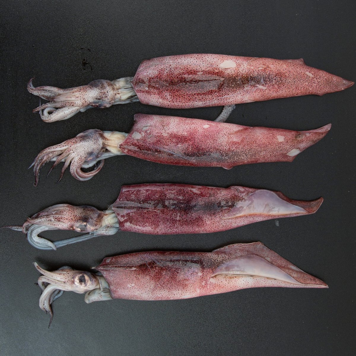 Defrosted Squid Small 500 g