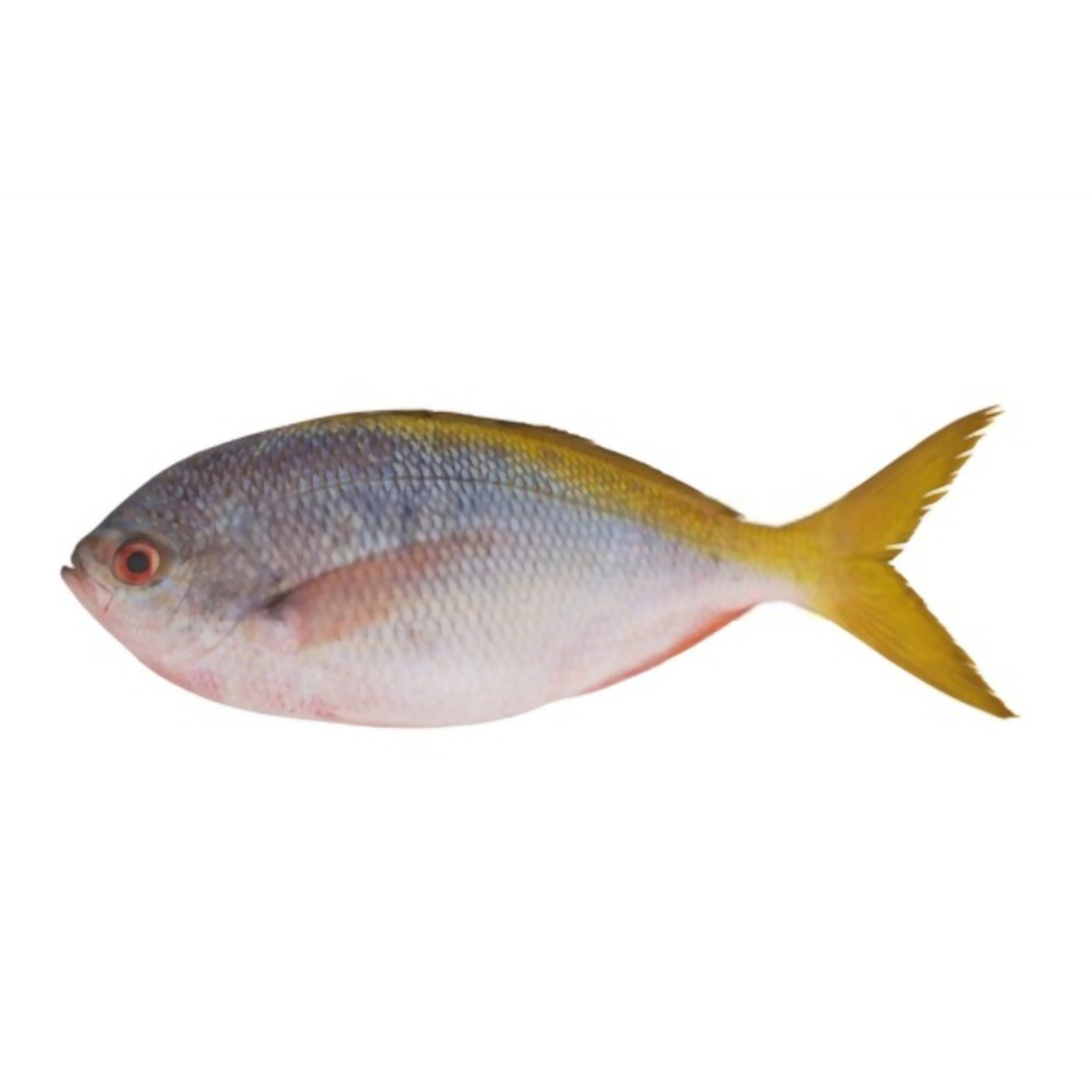 Yellow Tail Fusilier