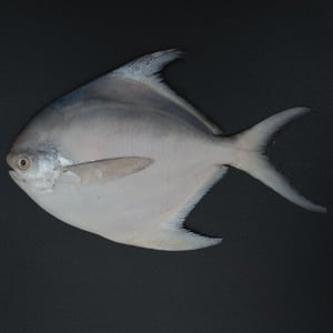 سمك بومفريت بيضاء طازجة وسط 500 جم