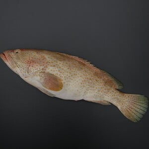 سمك هامور أبيض طازج 4 كجم