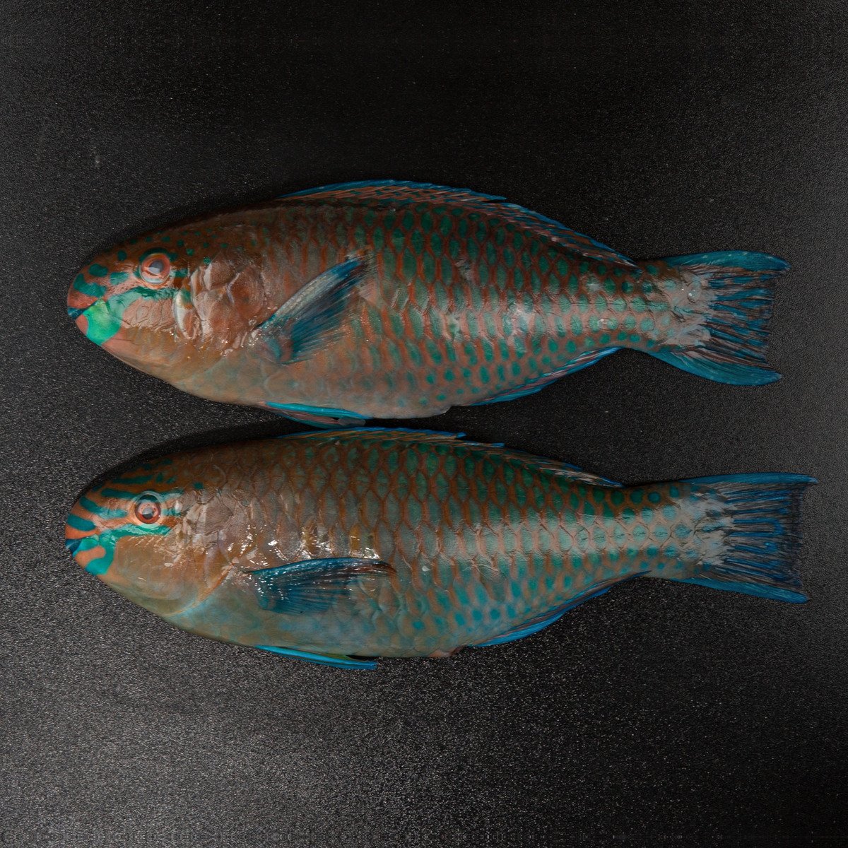 Fresh Parrot Fish 500 g