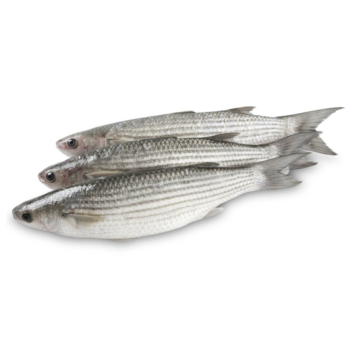 Buy Mullet Fish 1kg Online at Best Price | Whole Fish | Lulu Egypt in Kuwait