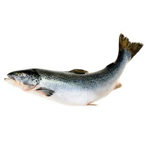 Ikan Salmon Utuh