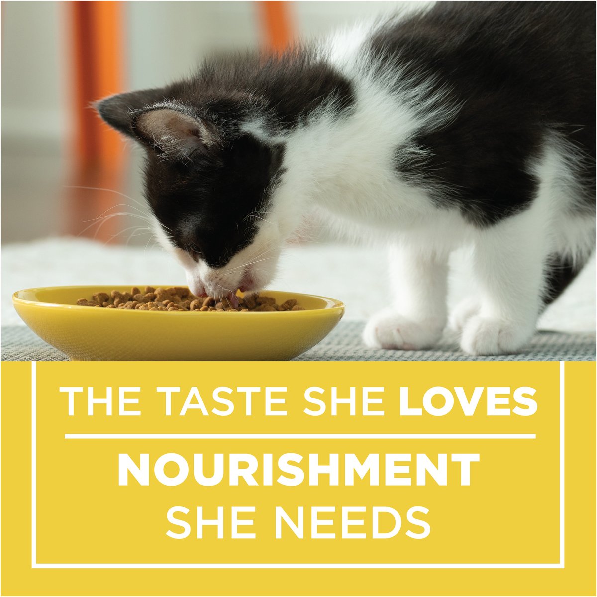 Purina Kitten Chow Nurture Cat Food 510 g