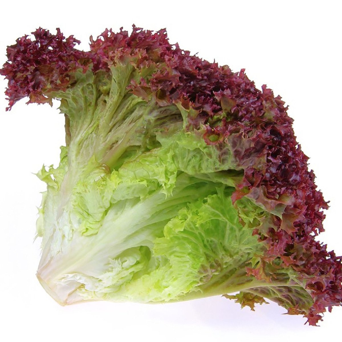Fresh Lettuce Rosso 1 pkt