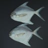 Fresh White Pomfret Small Whole Cleaned 500 g