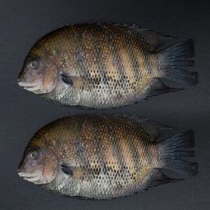Karimeen Fish 500g