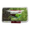 Lushious Lettuce Mix Coral 150g Approx. Weight