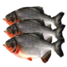 Ikan Bawal Merah 1 Kg