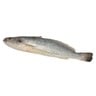 سمك نويبي طازج 1.250 كجم