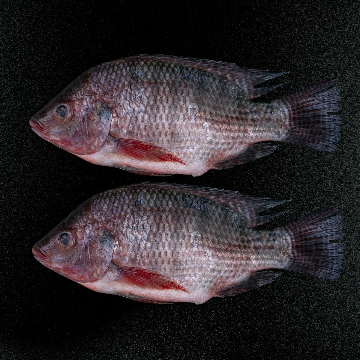 Tilapia Fish 1kg
