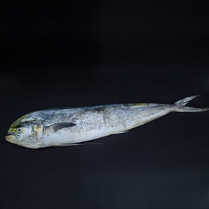 سمك عنفلوص (ماهي ماهي) 3.5 كجم