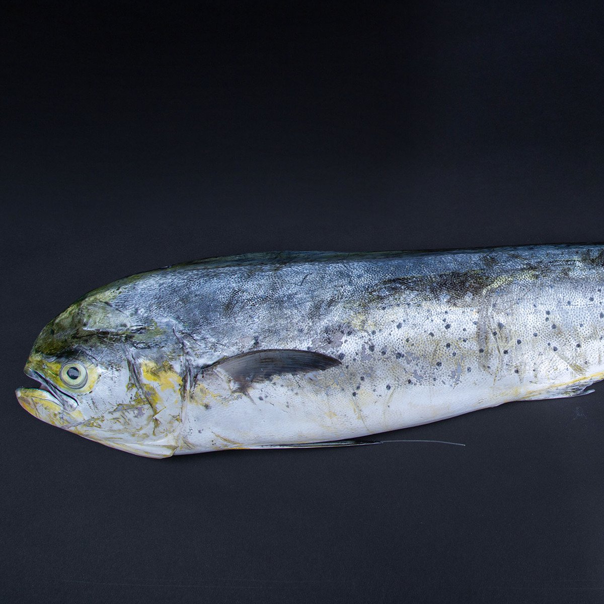 سمك عنفلوص (ماهي ماهي) 3.5 كجم