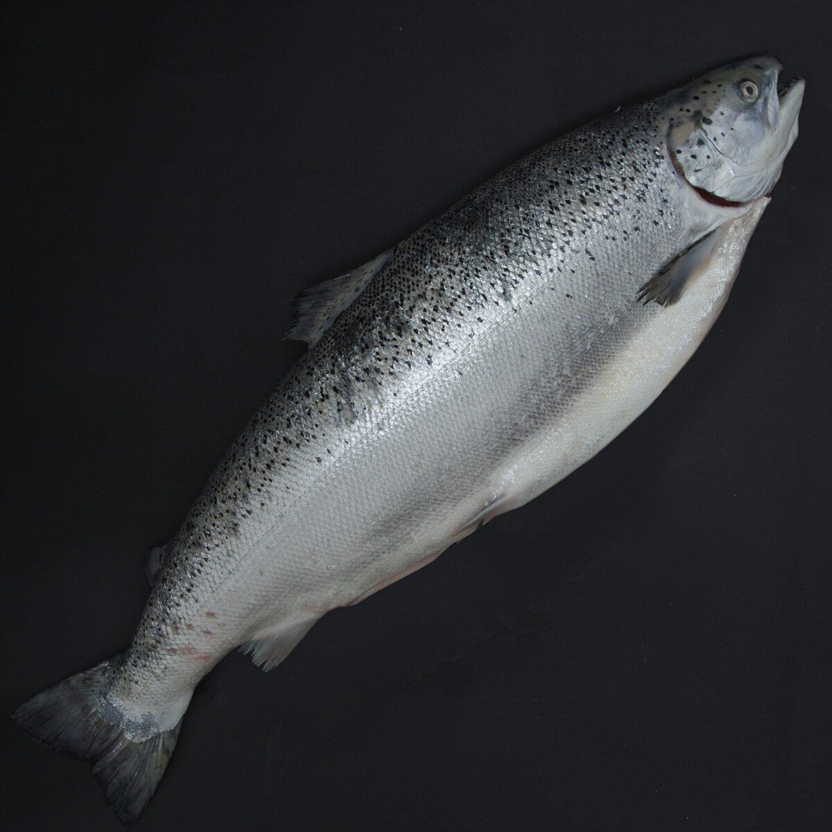 اشتري قم بشراء سلمون كامل نرويجي فاخر 4.5 كجم Online at Best Price من الموقع - من لولو هايبر ماركت Whole Fish في السعودية