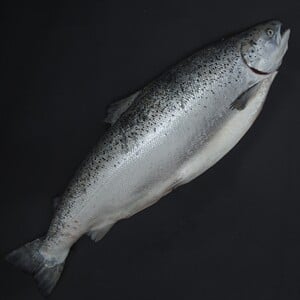 Norwegian Salmon Whole Superior 4.5kg