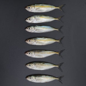 اشتري قم بشراء سمكة سكاد 500 جم Online at Best Price من الموقع - من لولو هايبر ماركت Whole Fish في الامارات