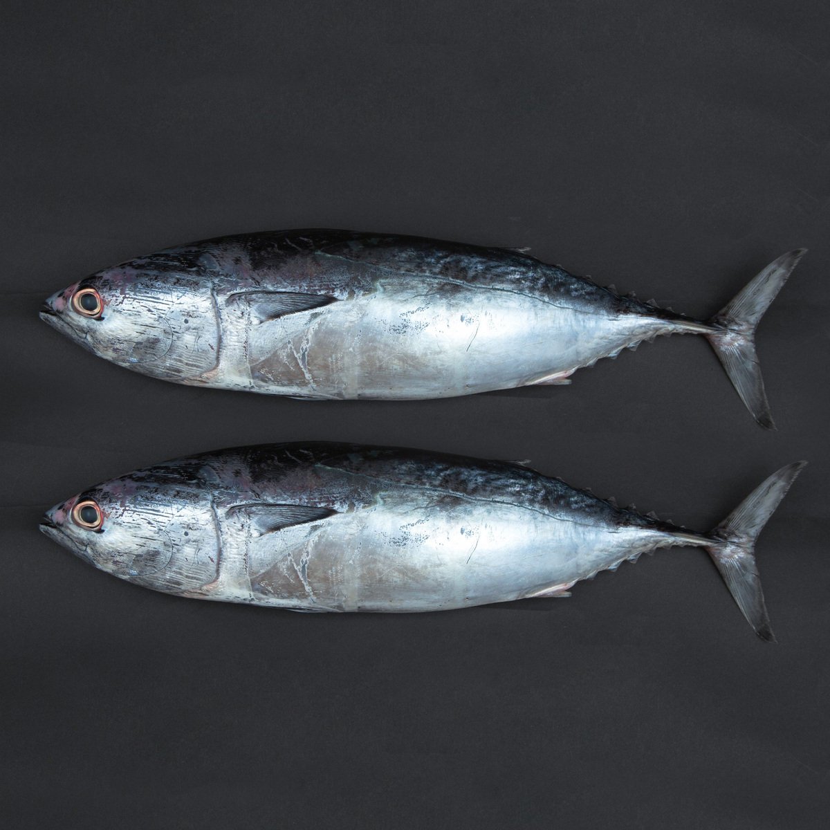Buy Fresh Tuna Fish Small Whole Cleaned 1 kg Online at Best Price | Whole Fish | Lulu UAE in UAE