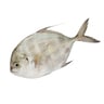 Flat Trevally Fish 1Kg