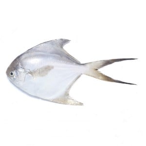 سمك بومفريت الفضي الطازج ، 500 جم